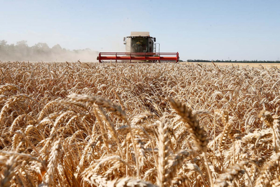 Зерновые и зернобобовые культуры в Беларуси убраны почти на 8% площадей