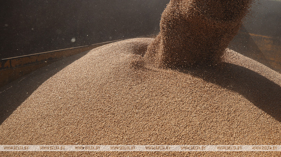 В Беларуси продлен временный запрет на вывоз зерна