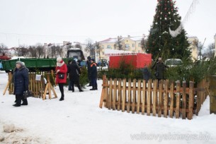 Где и когда откроются елочные базары в Волковысском районе

