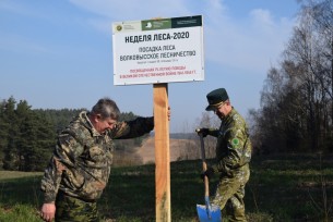 Традиционная акция «Неделя леса-2020» стартовала в Волковысском районе
