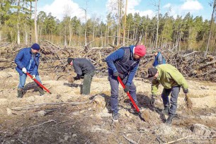 На 422 тысячи новых деревьев пополнился лесной фонд ГЛХУ «Волковысский лесхоз»

