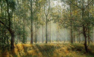 В 11 районах Гродненской области введен запрет на посещение лесов
