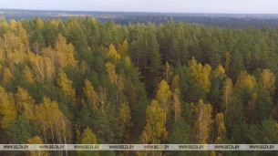 Абмежаванні на наведванне лесу дзейнічаюць у 10 раёнах Беларусі
